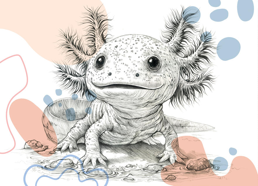Baby Axolotl