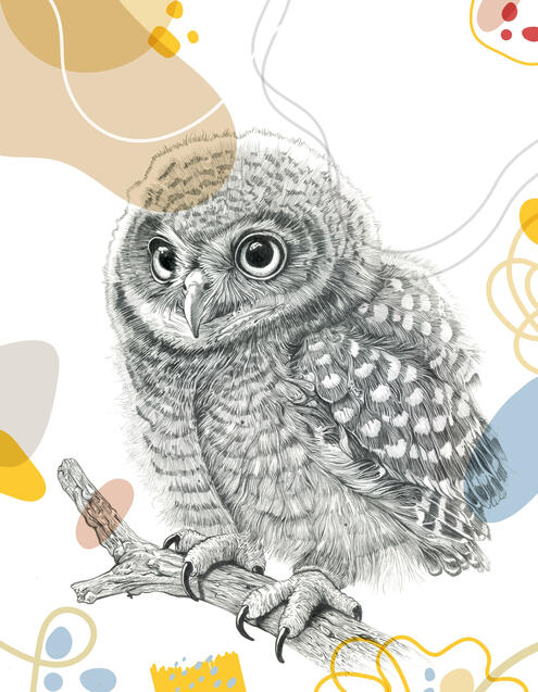 Baby Owl