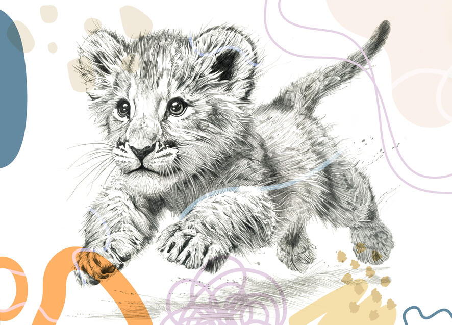 Baby Lion
