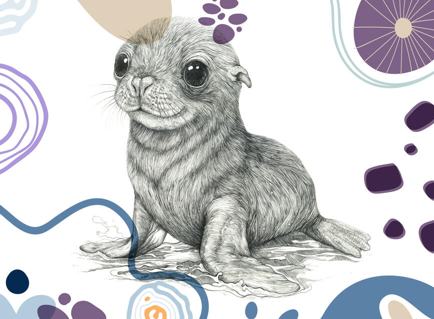 Baby Sea Lion