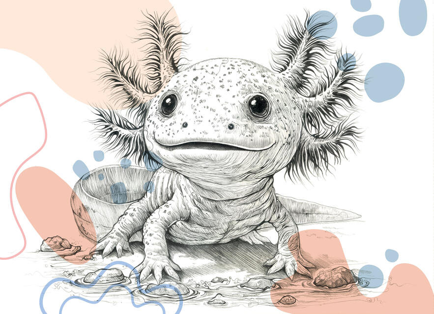 Baby Axolotl